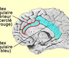 cortex-cingulaire-antérieur