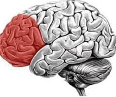 cortex-prefrontal