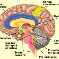 image-cortex-cingulaire-antérieure-et-cortex-somatosensoriel